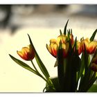 Einfach Tulpen