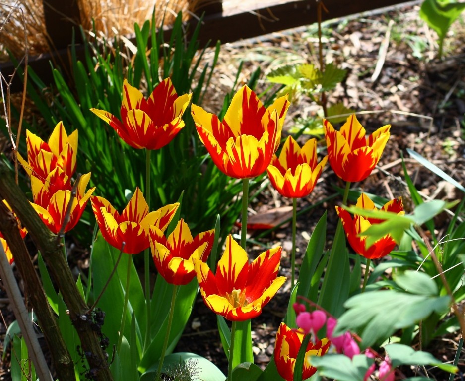 einfach Tulpen