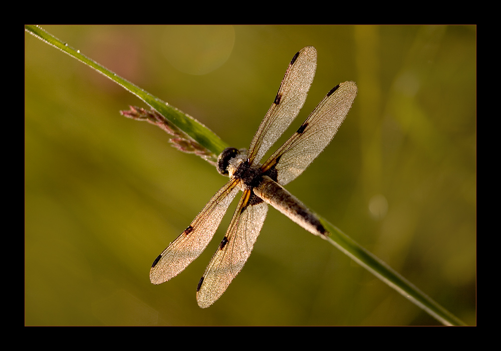 Einfach-Vierfleck-Libelle!!!