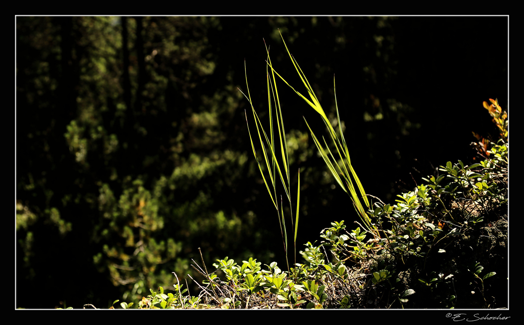 Einfach Wald.