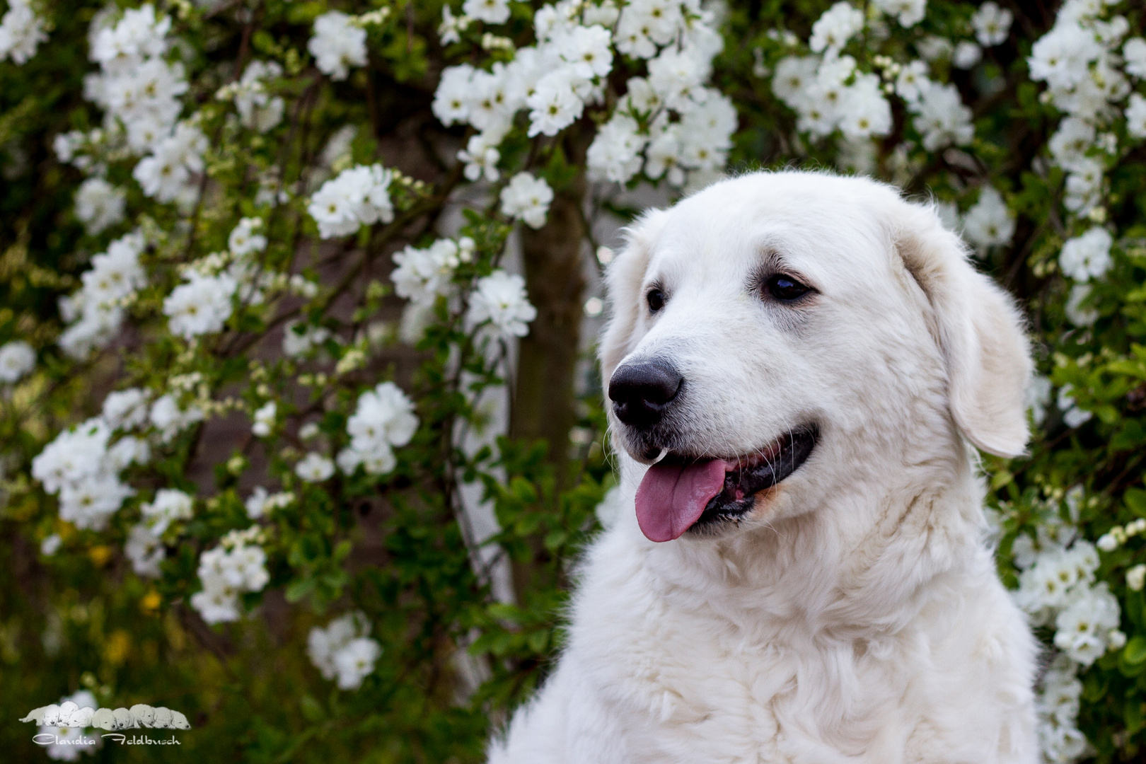 einfach weiß Foto &amp; Bild hunde, hund, natur Bilder auf