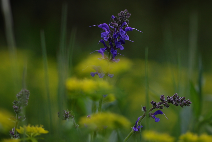 Einfach Wiesenblüte, Dettingen a.d. Erms, Biosphärengebiet schw. Alb