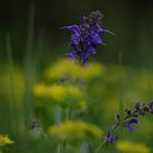 Einfach Wiesenblüte, Dettingen a.d. Erms, Biosphärengebiet schw. Alb