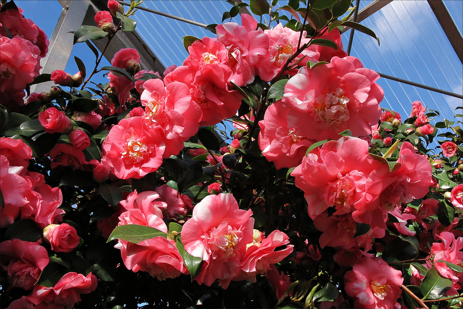 Einfach zauberhaft...die vielen blühenden Kamelien im Botanischen