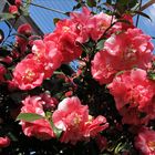 Einfach zauberhaft...die vielen blühenden Kamelien im Botanischen Garten Kiel