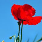 Einfach zu schön: Roter Mohn vor blauem Himmel