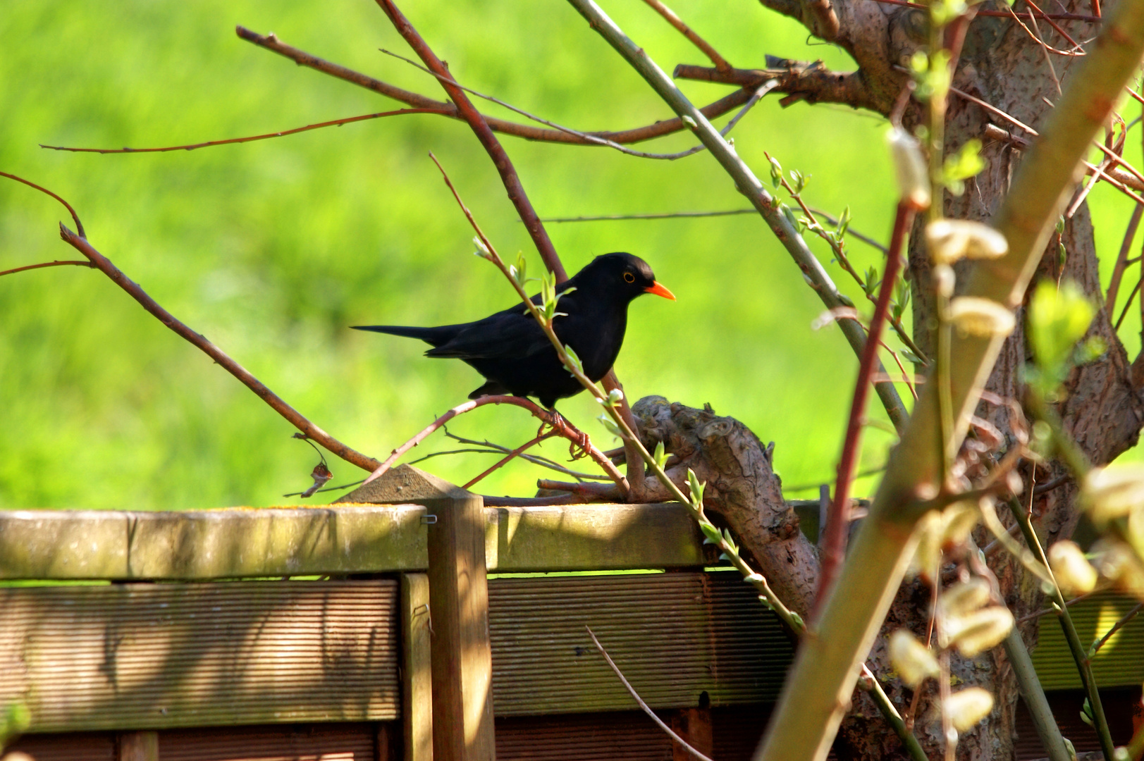 Einfache Amsel in unserem Garten