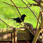 Einfache Amsel in unserem Garten