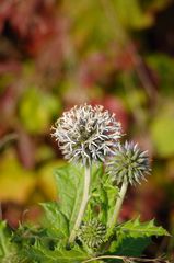 Einfache Distel