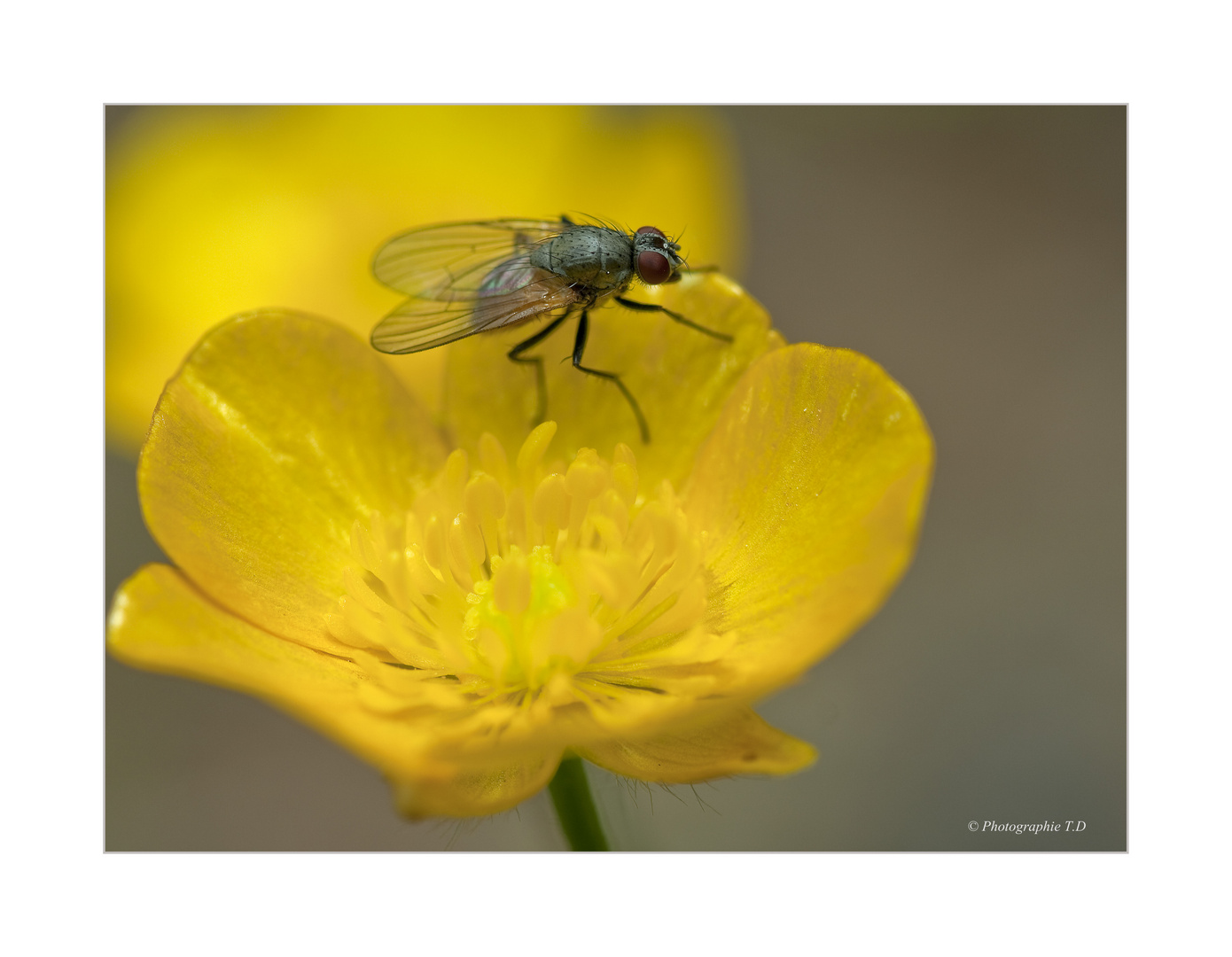 "einfache Fliege"