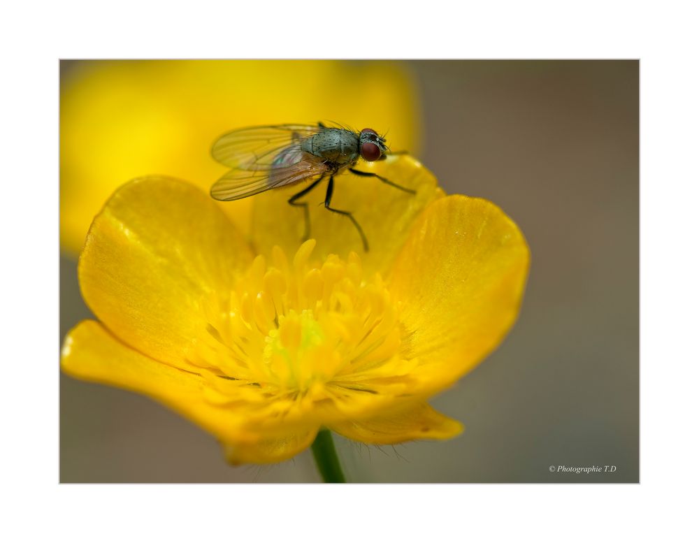 "einfache Fliege"