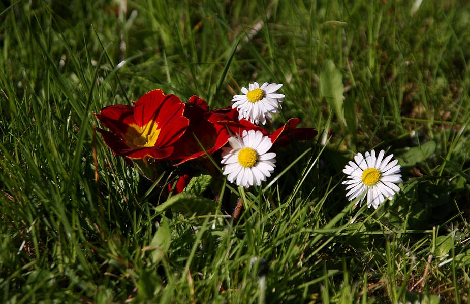 einfache Gänseblümchen in der Wiese