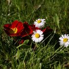 einfache Gänseblümchen in der Wiese