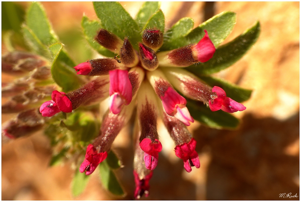 Einfache Hornklee Blüte ,