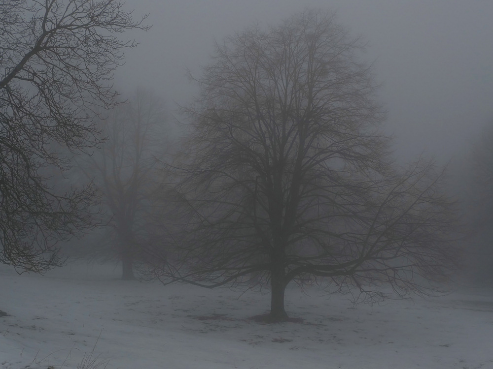 Einfache Motivsuche...im Nebel