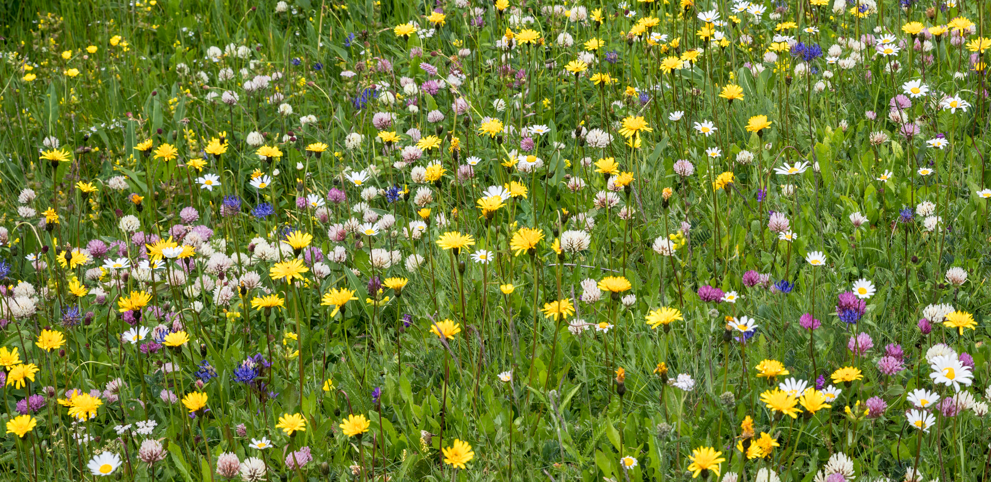 Einfache oder einfach schöne Blumenwiese