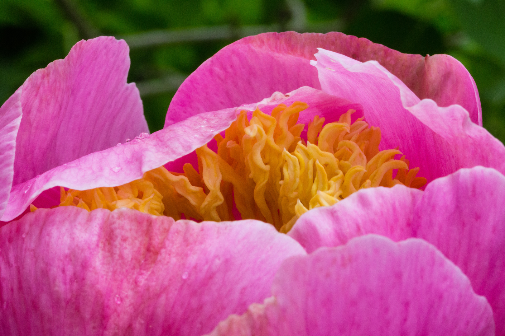 Einfache Pfingstrose im Garten (1)