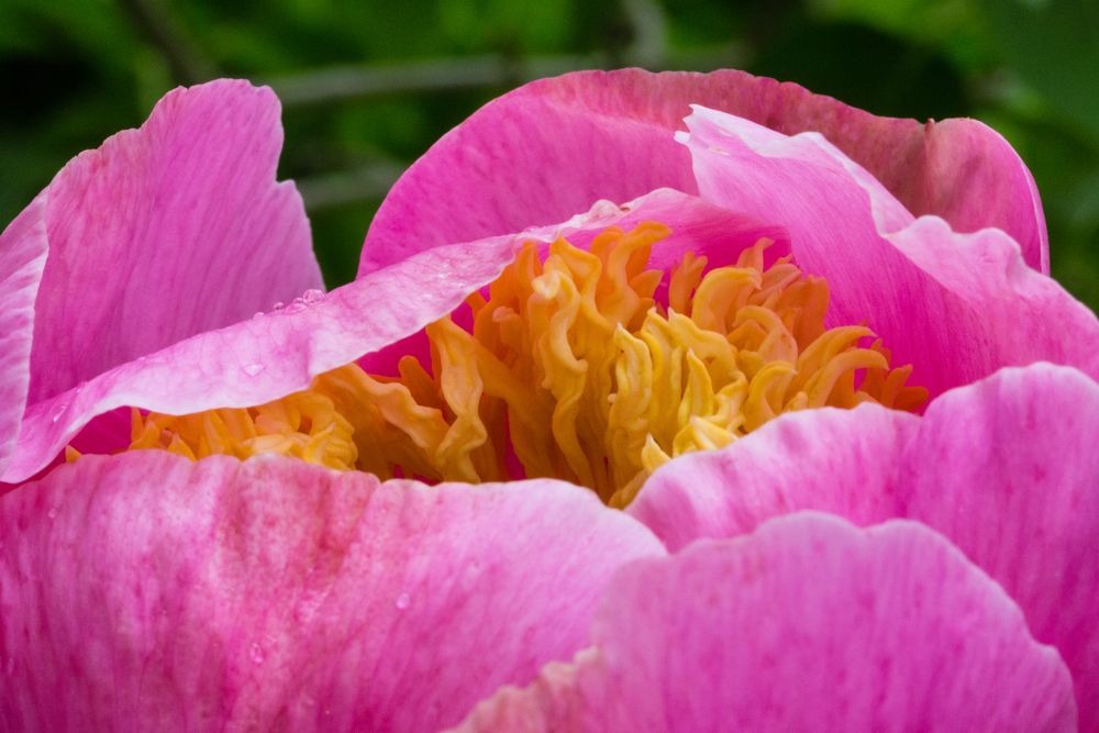 Einfache Pfingstrose im Garten (1)