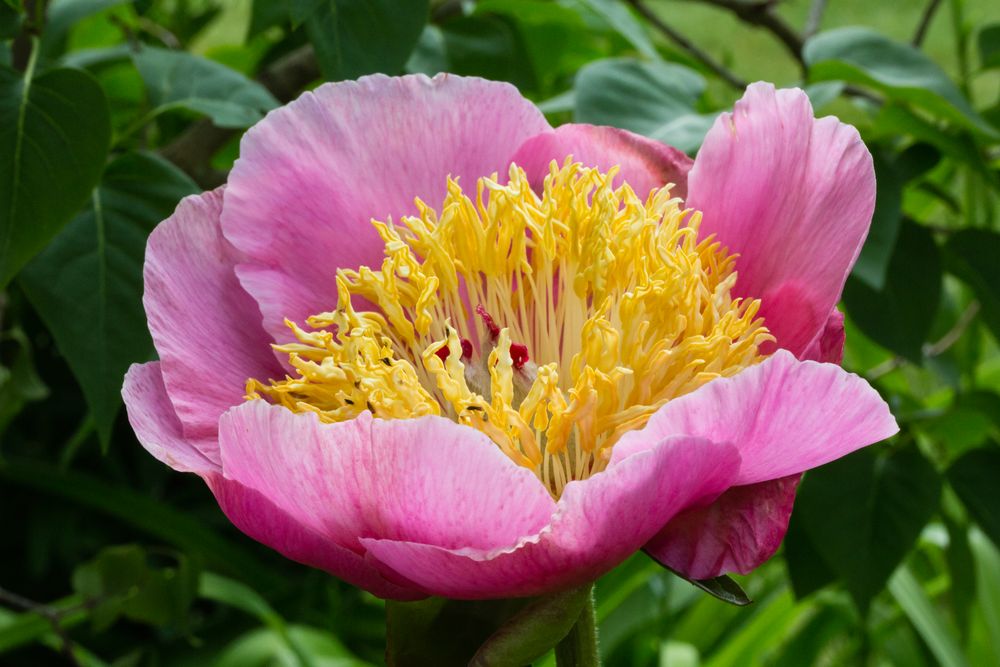 Einfache Pfingstrose im Garten (2)