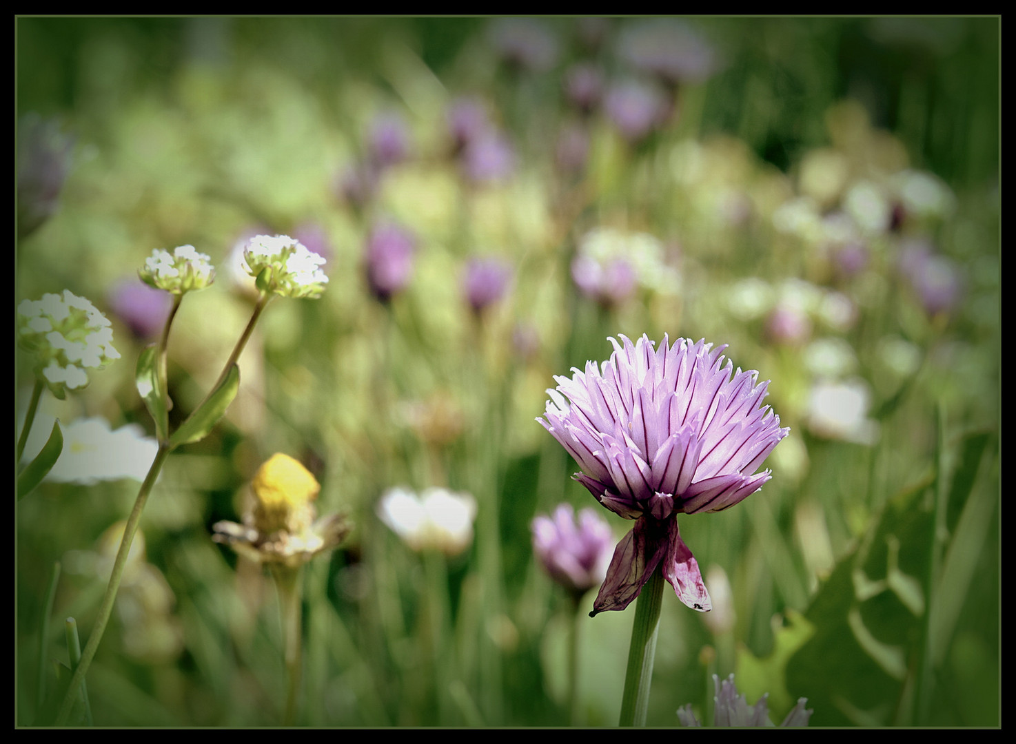 ...Einfache Schnittlauchblüten auf der Wildwiese...