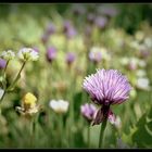 ...Einfache Schnittlauchblüten auf der Wildwiese...