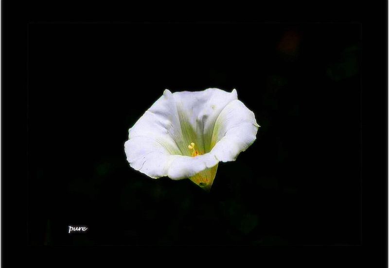 Einfache Wickenblüte/Ackerwinde (Nachtrag)