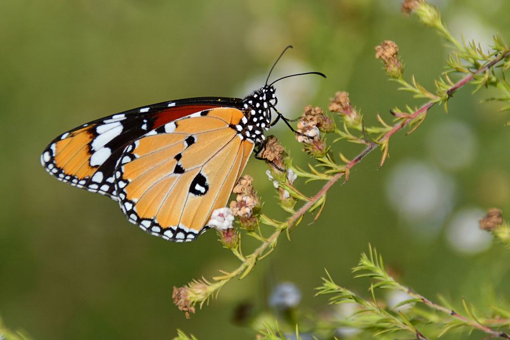 einfacher Tiger ... ( Monarch)