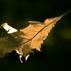 einfachg nur ein blatt im sonnenschein