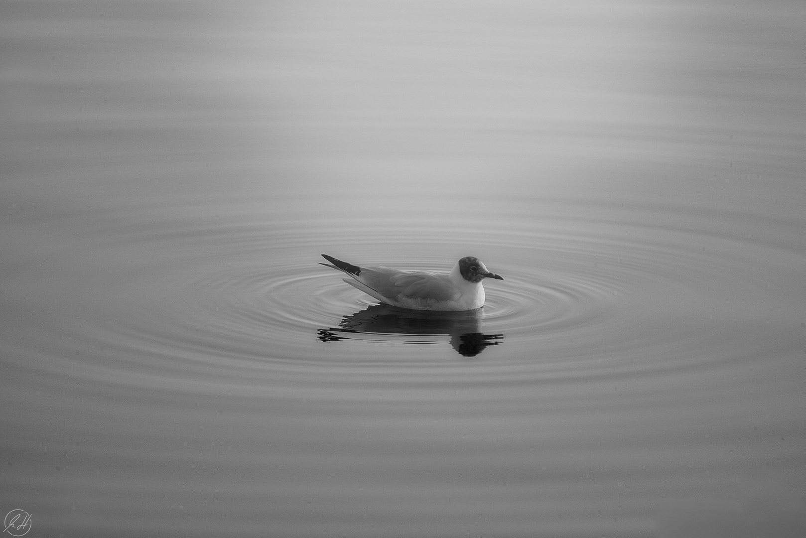 "Einfachheit - Die Möwe" (2019)