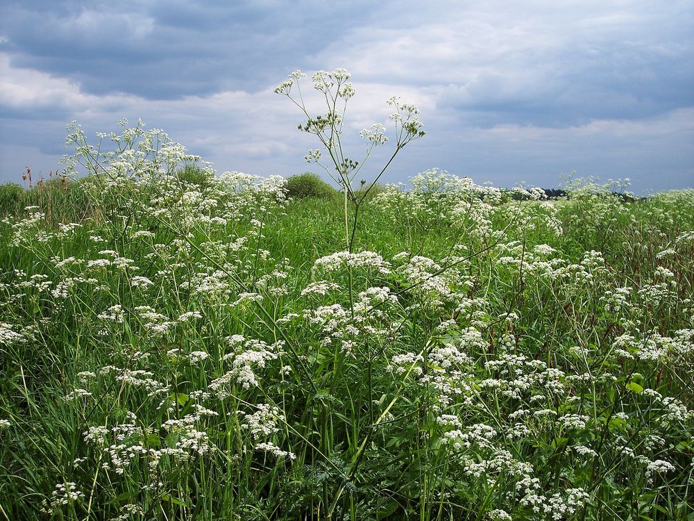 einfach...Natur!