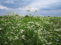 einfach...Natur!