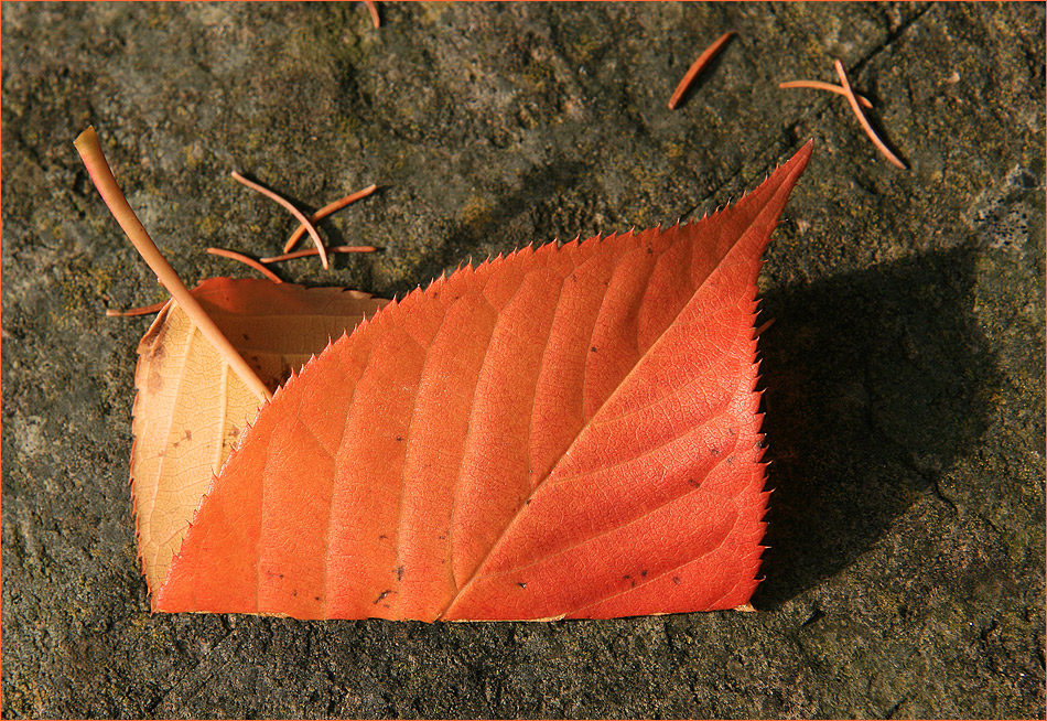 Einfältiges Blatt