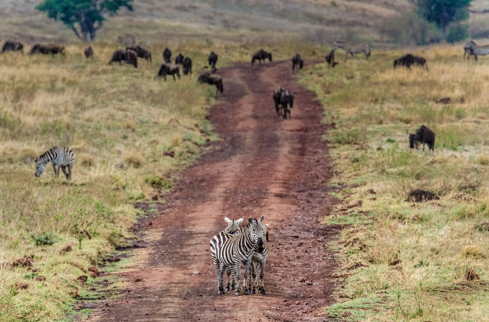 Einfahrt in den NgoroNgoro-Krater