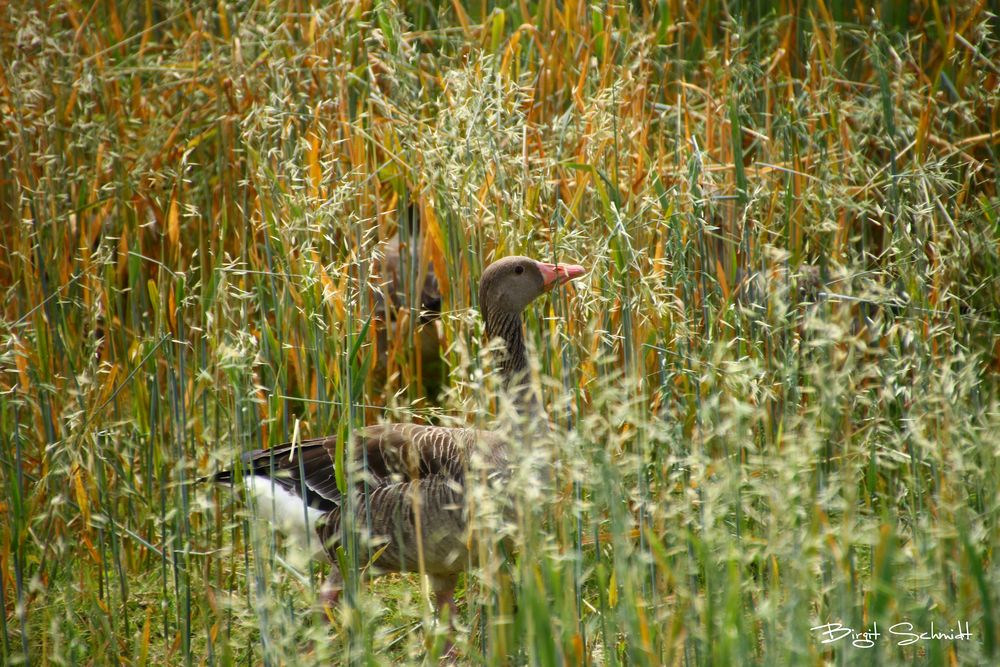 Einfall der Gänse im Kornfeld - 2