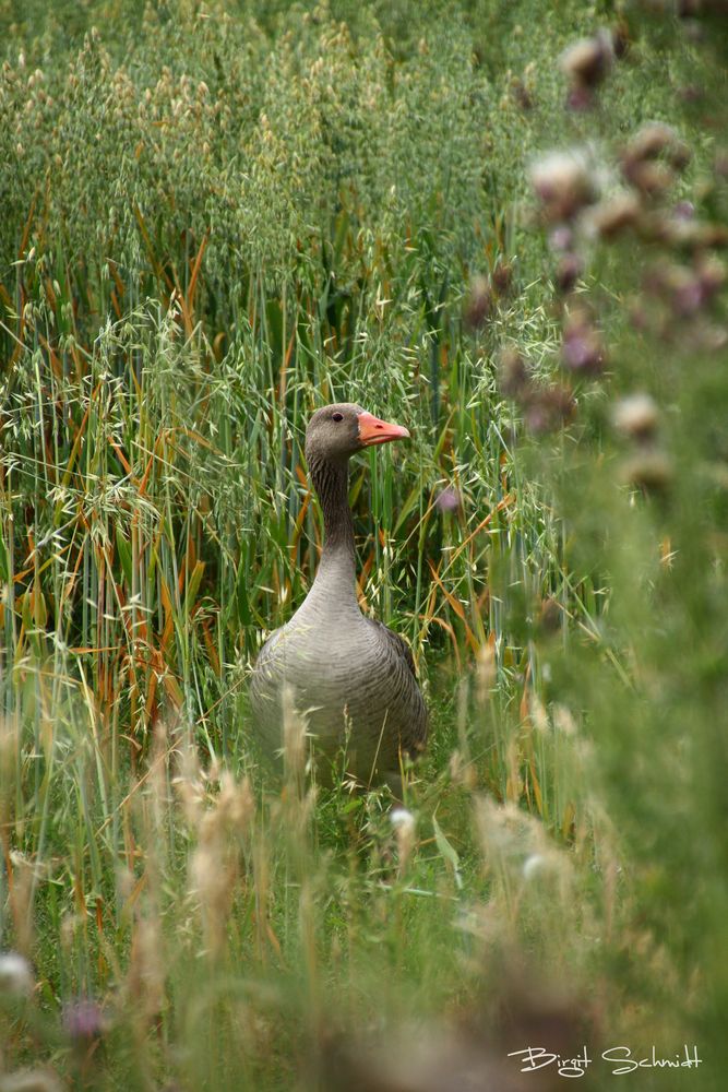 Einfall der Gänse im Kornfeld