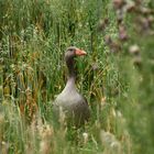 Einfall der Gänse im Kornfeld