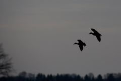 Einfallende Stockenten - gute Nacht?