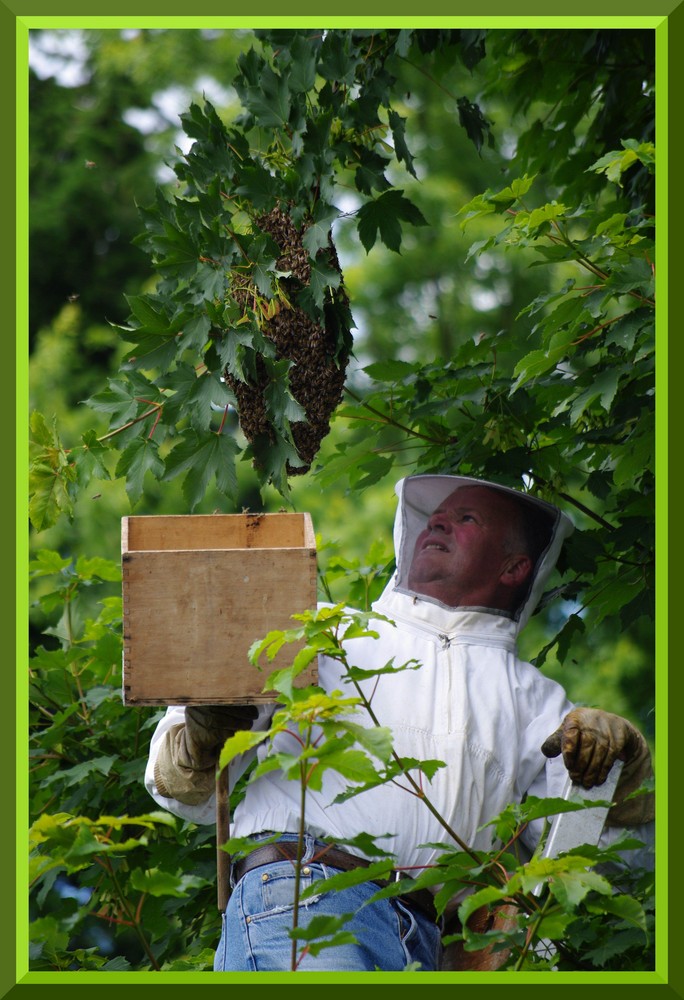 Einfangen eines Bienenvolkes