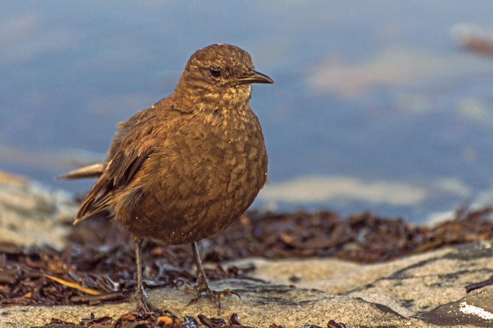 Einfarb-Uferwipper (Cinclodes antarcticus)