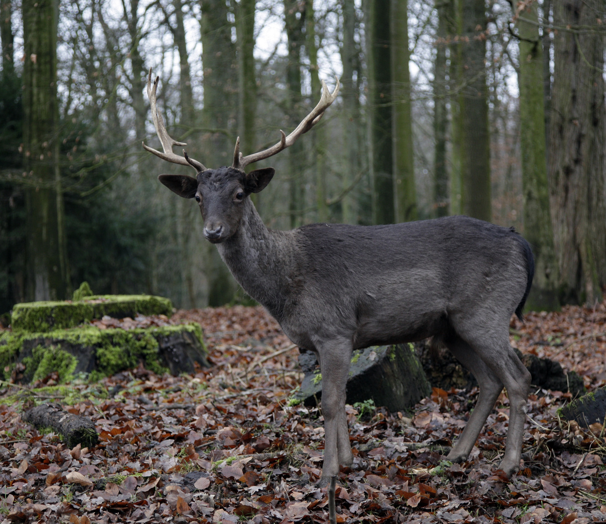 Einfarbiger Damhirsch: Was guckst Du?