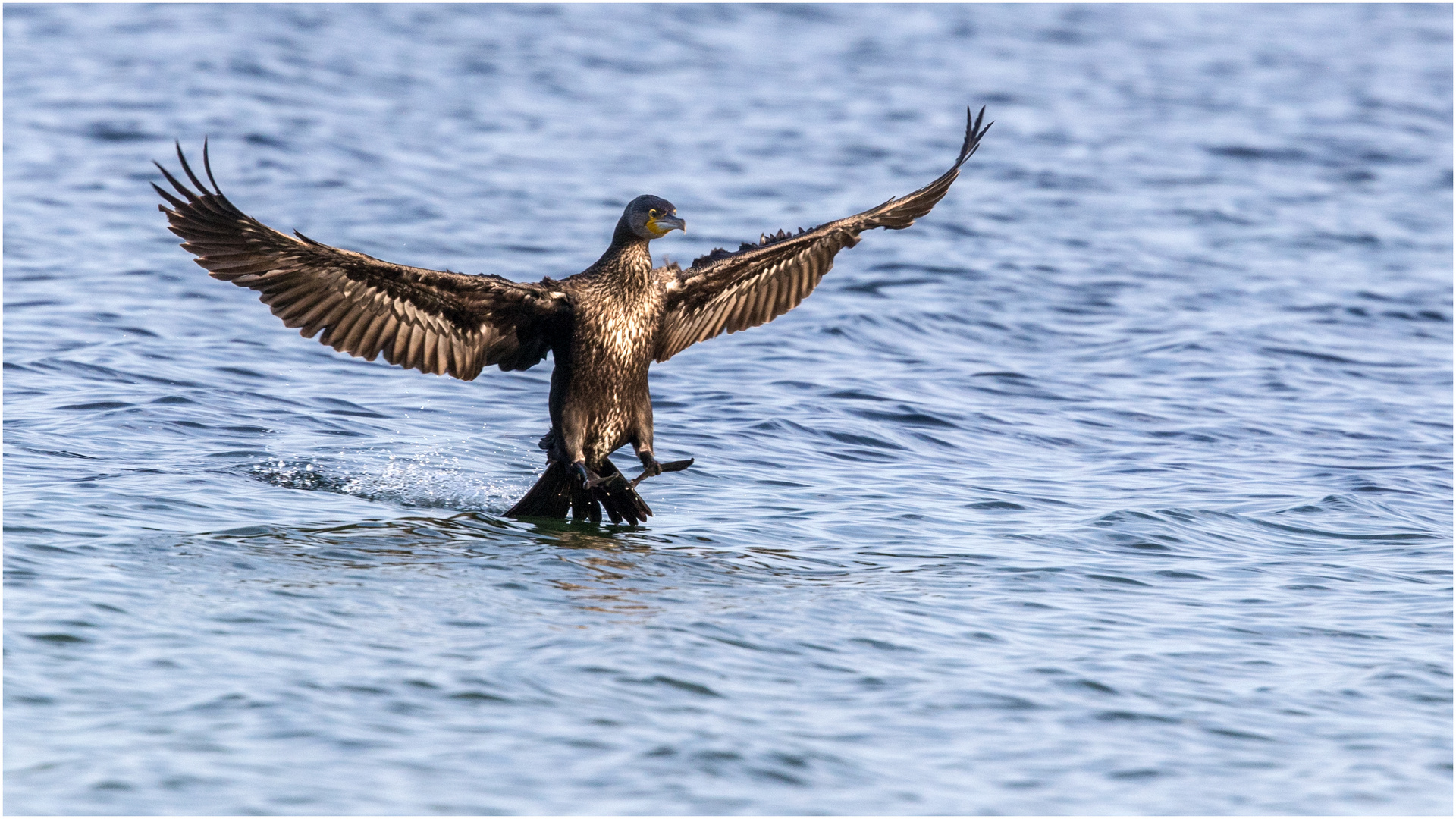 einfliegender Kormoran  ..... 