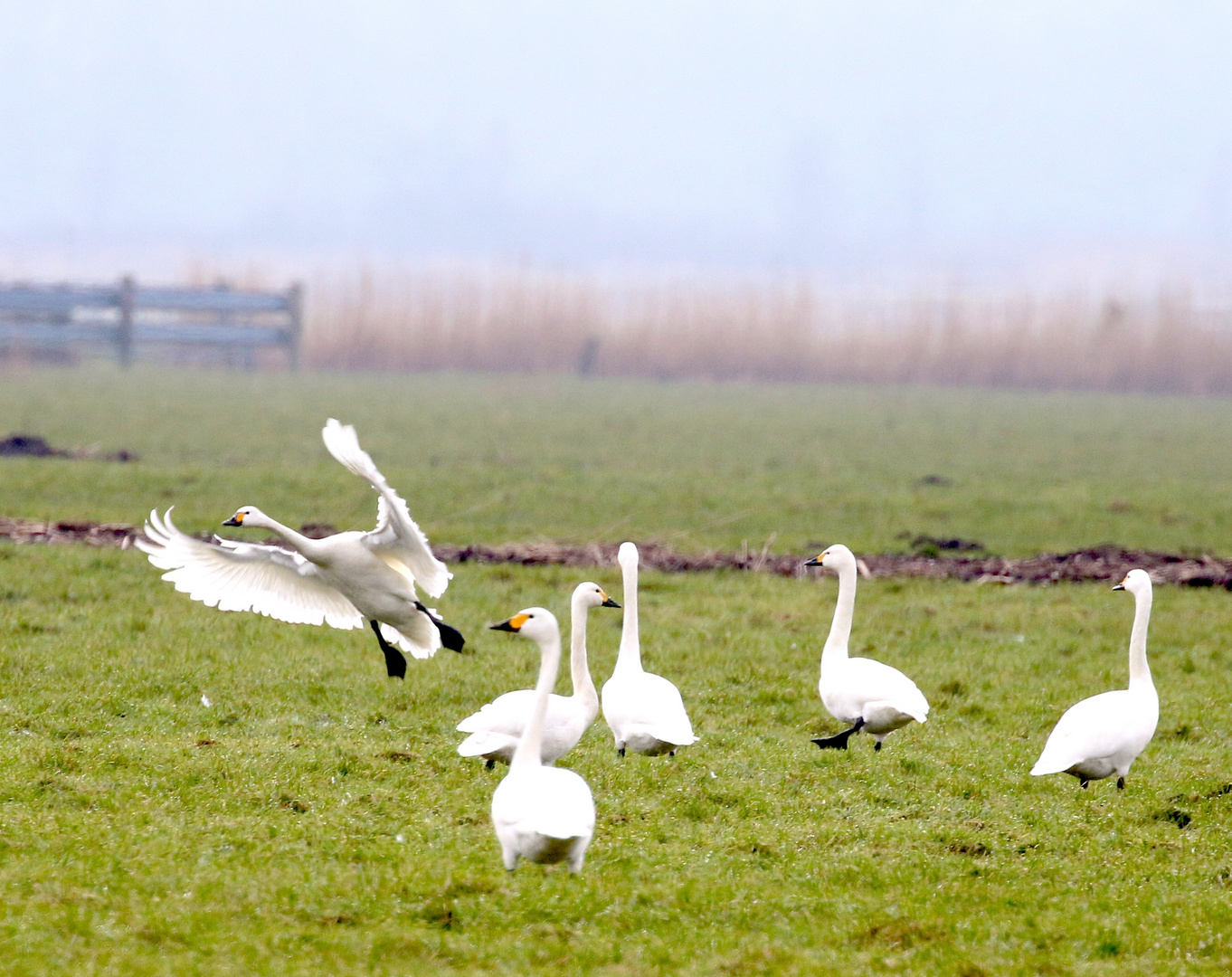 einfliegender Zwergschwan