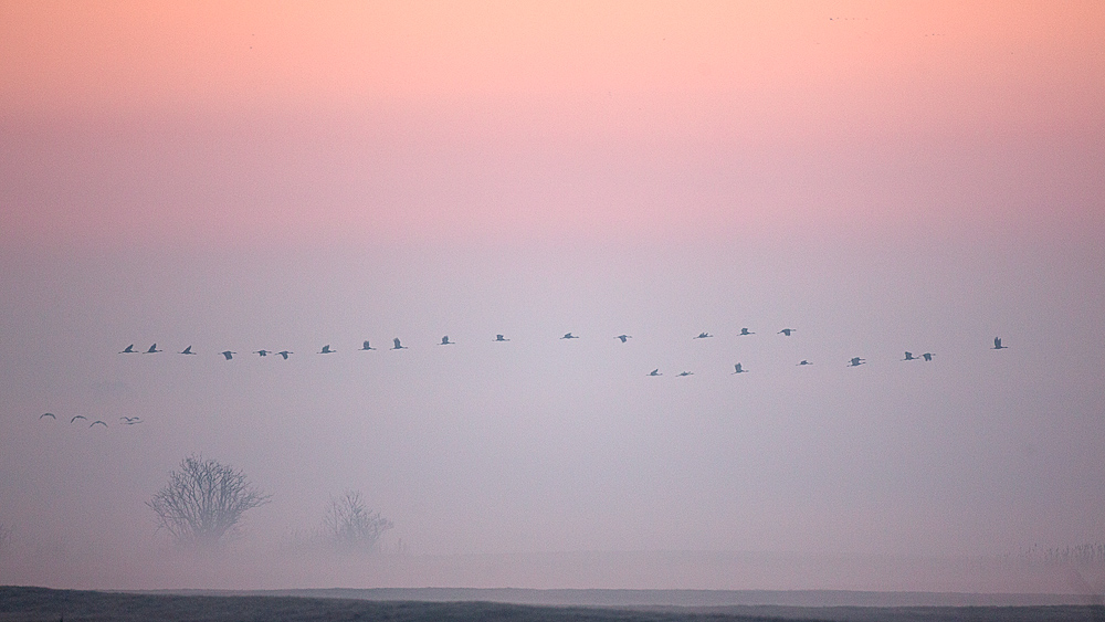 Einflug am Morgen