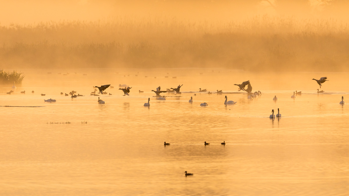 Einflug der Gänse