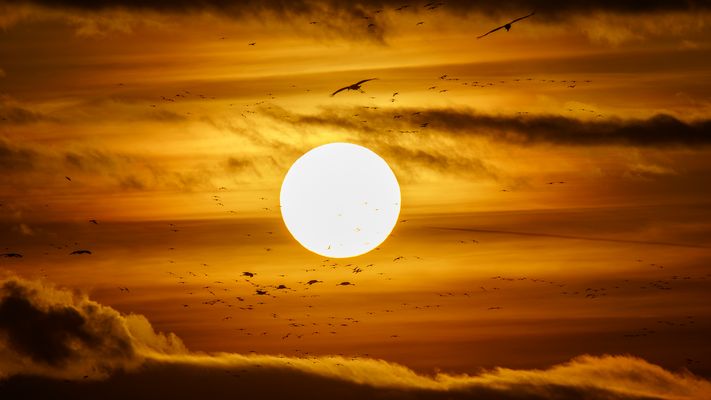 Einflug der Kraniche am Stausee bei Kelbra (3)