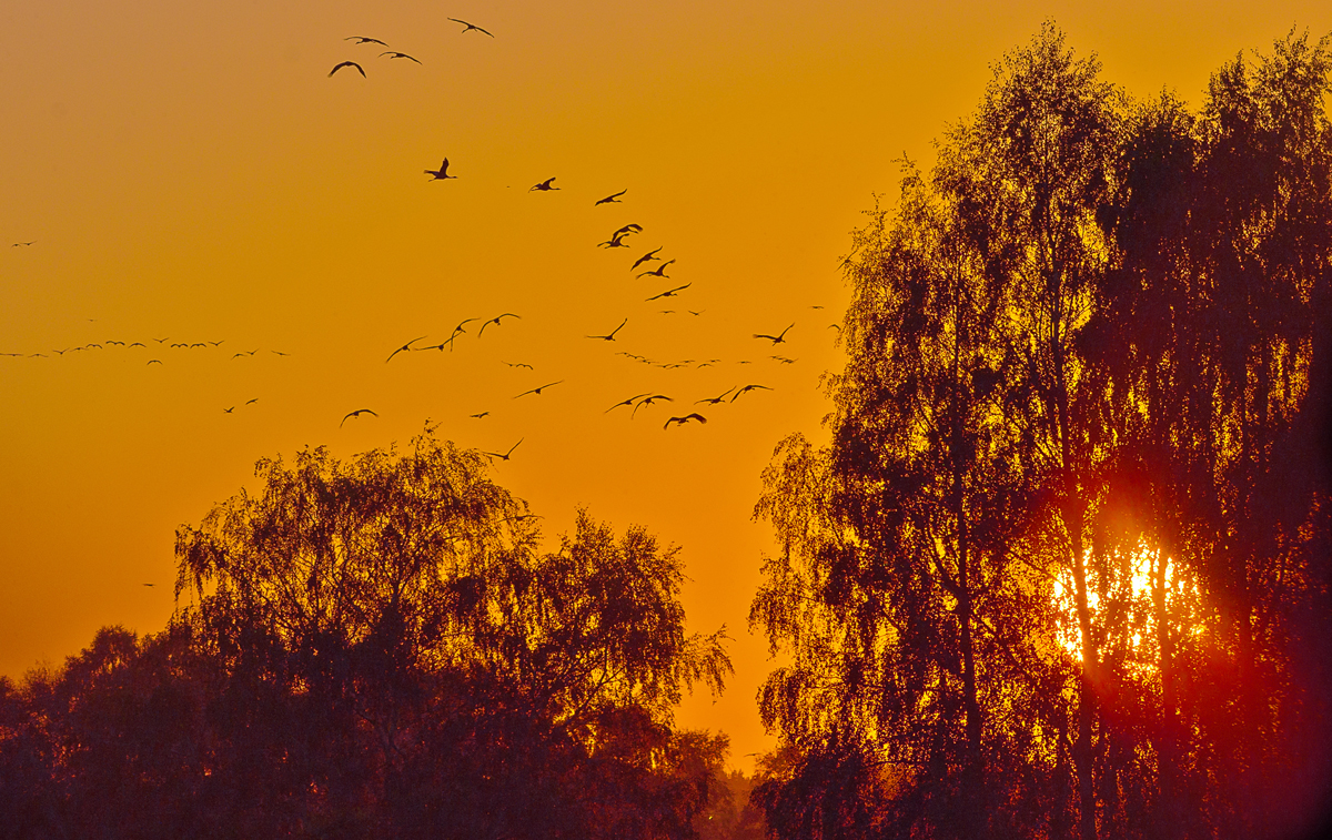 Einflug der Kraniche beim Untergang der Sonne