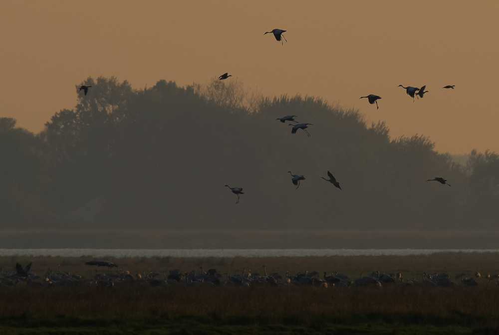 Einflug der Kraniche in Zingst