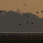 Einflug der Kraniche in Zingst