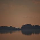 Einflug der Kraniche zum Schlafplatz