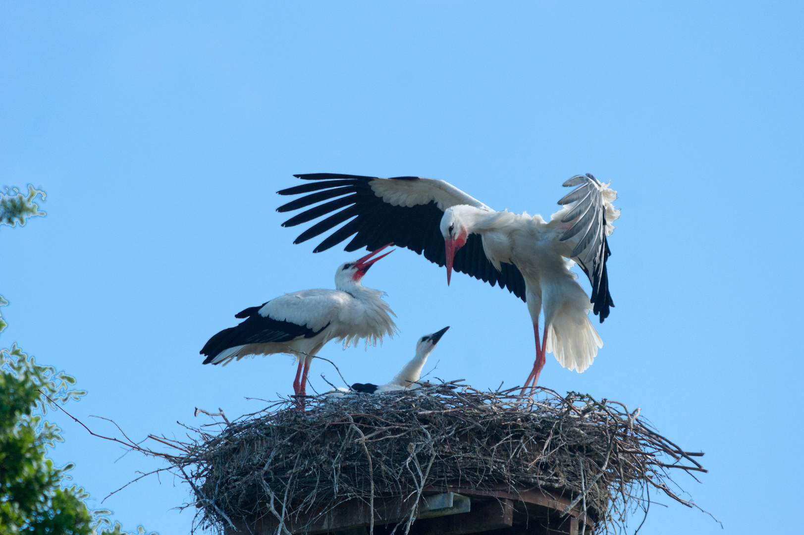 Einflug des Mittagessens - Storch mit vollem Kehlsack